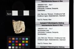 Foto (Objket + Etiketten) von Mundopsidae indet. 